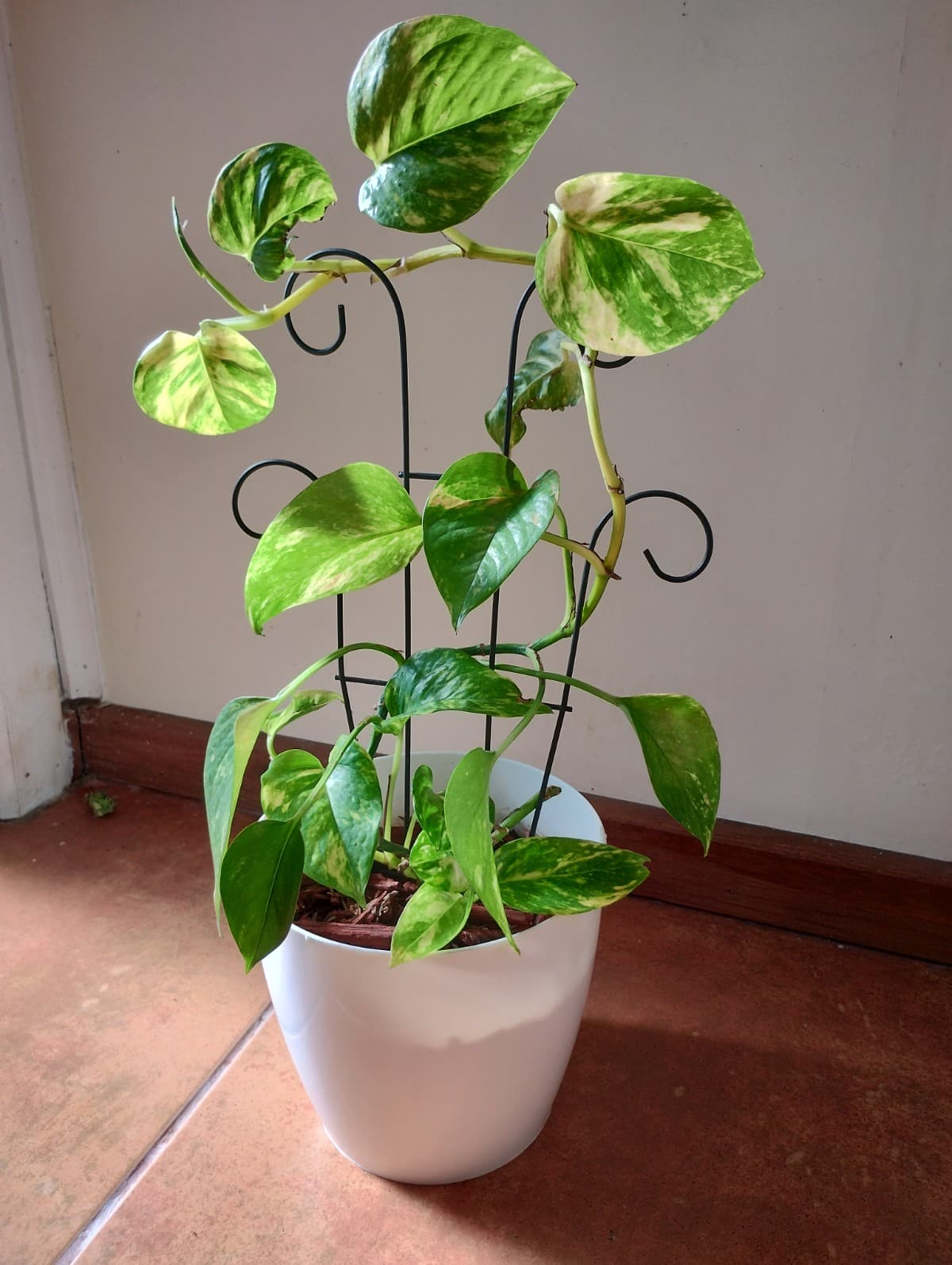 Potus más maceta decorativa y tutor de fierro 