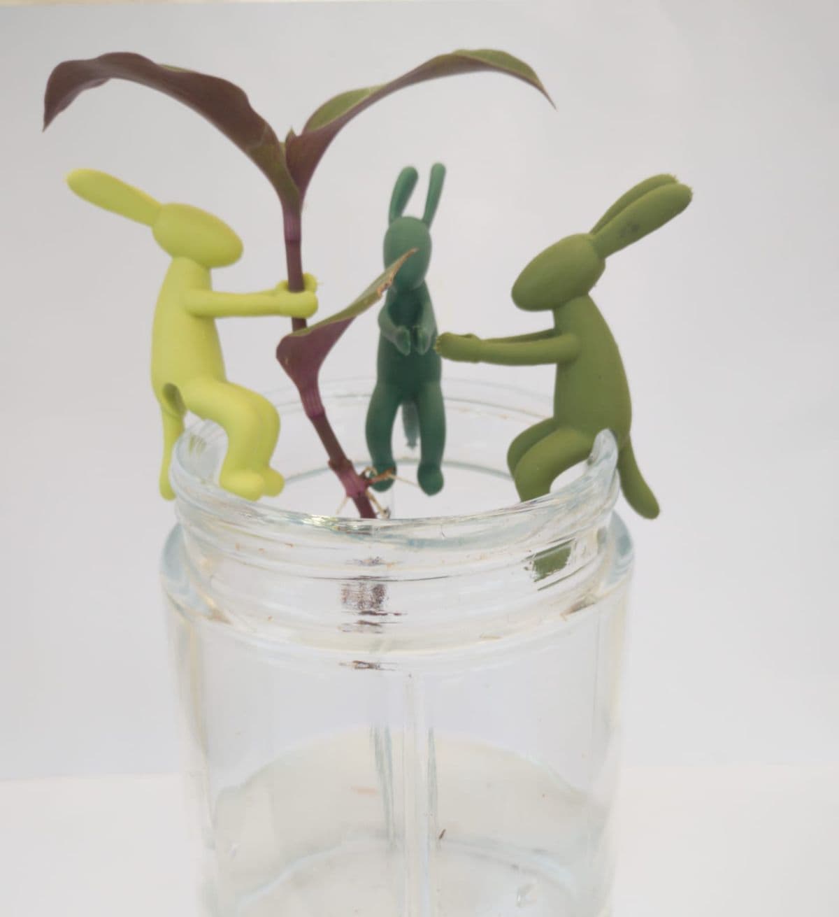 Soporte porta esqueje conejo