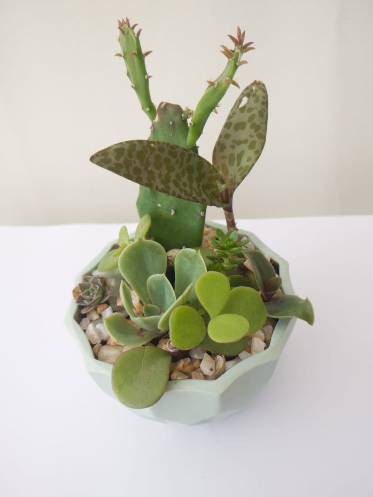 Dish garden suculentas