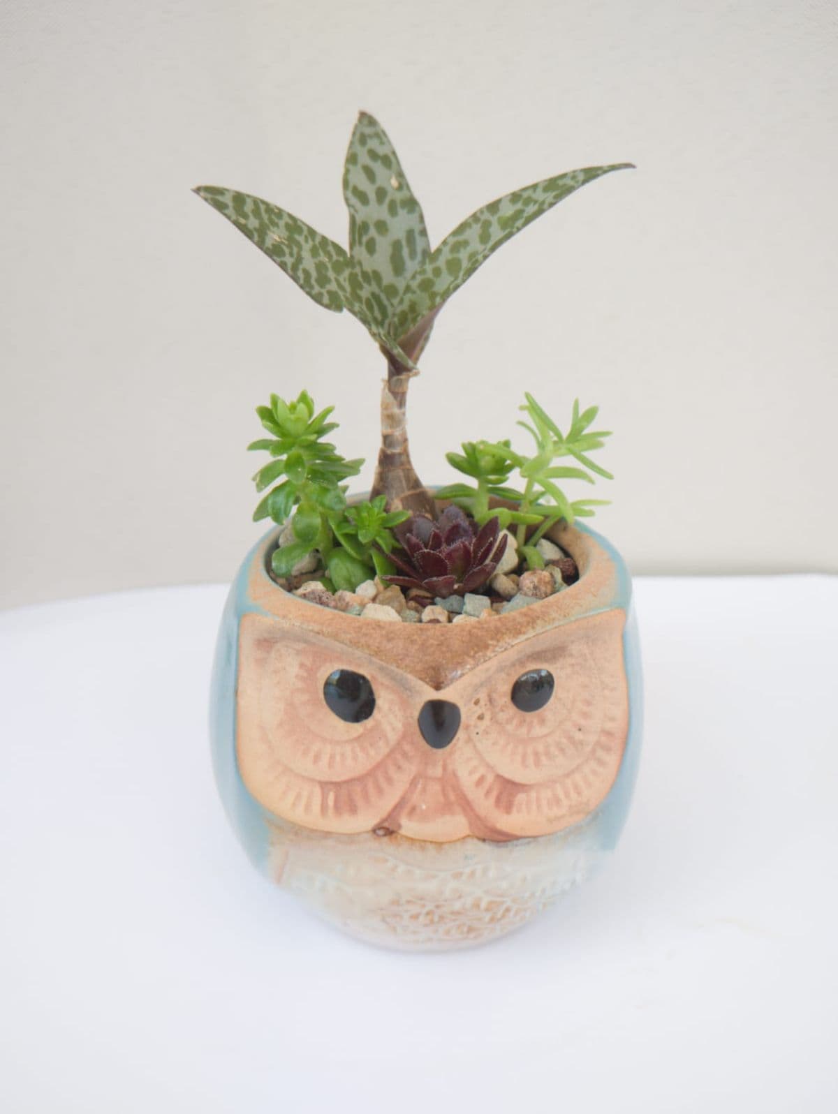 Buho suculentas