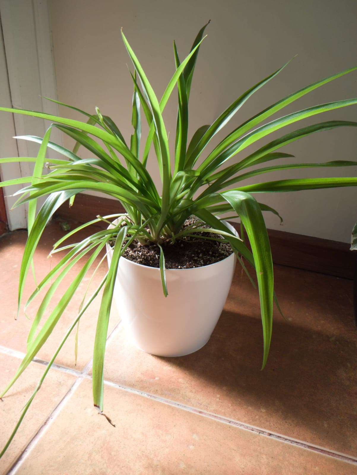 Cinta más maceta decorativa