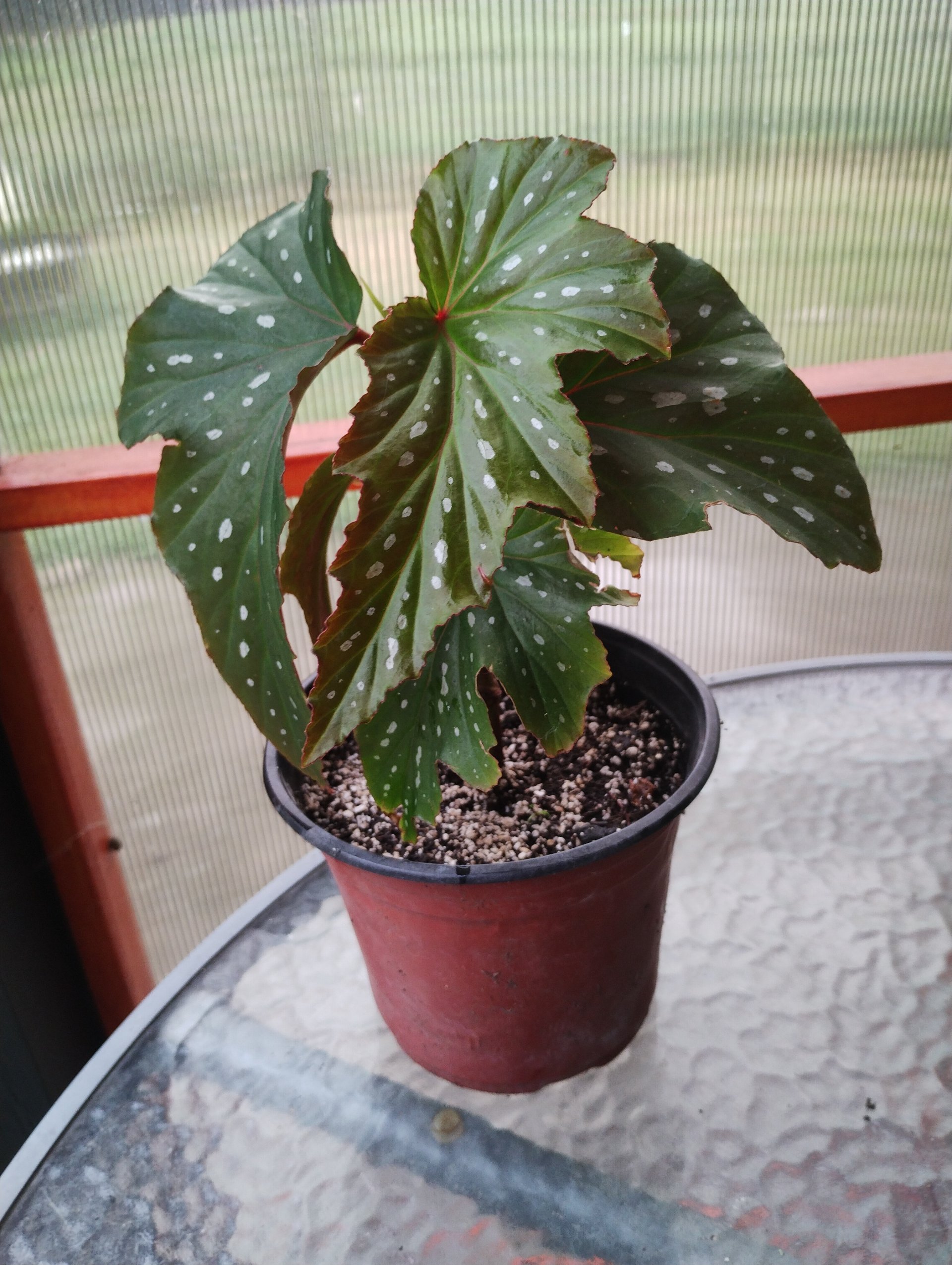 Begonia alitas de ángel