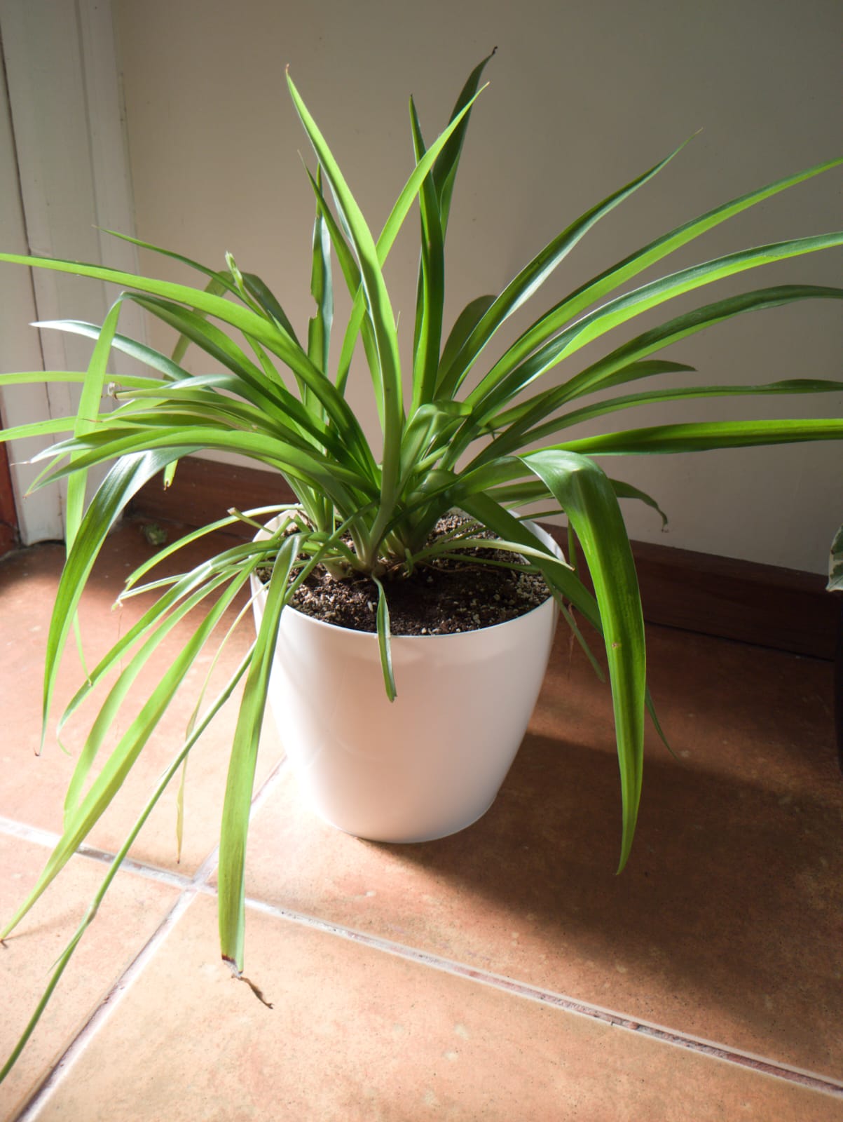 Cinta más maceta decorativa